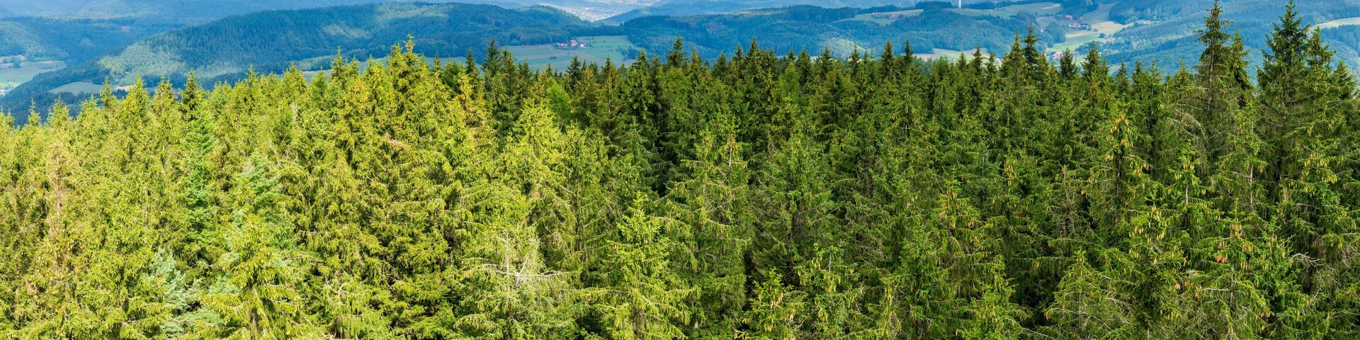 A dense forest with a distant view of wind turbines and rolling hills.
