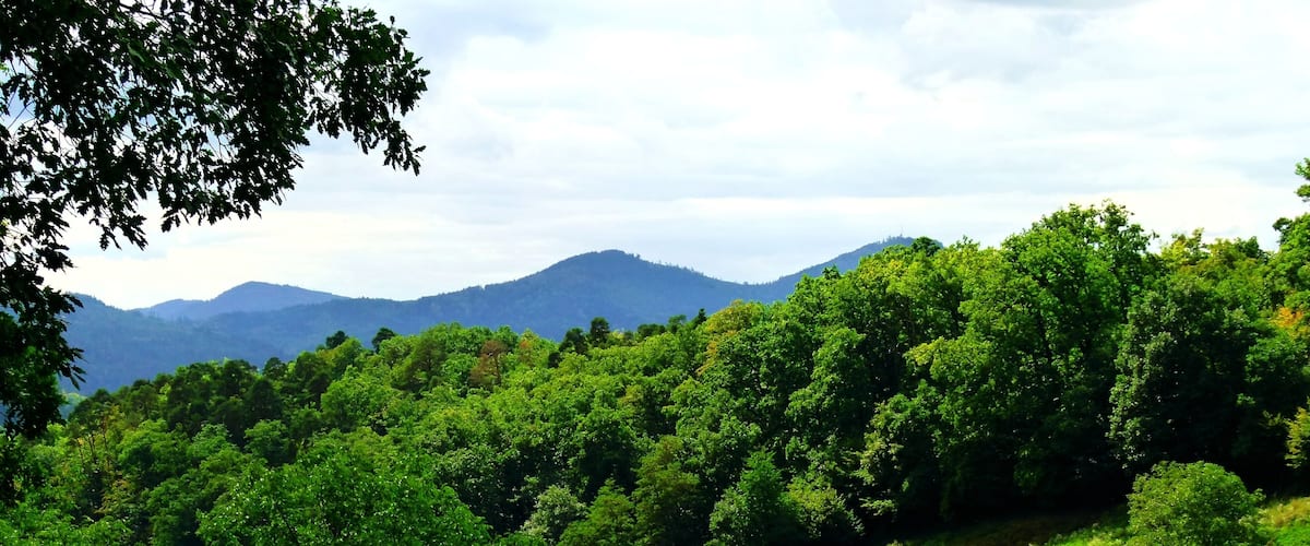 A lush green valley with dense forest and rolling hills in the background.