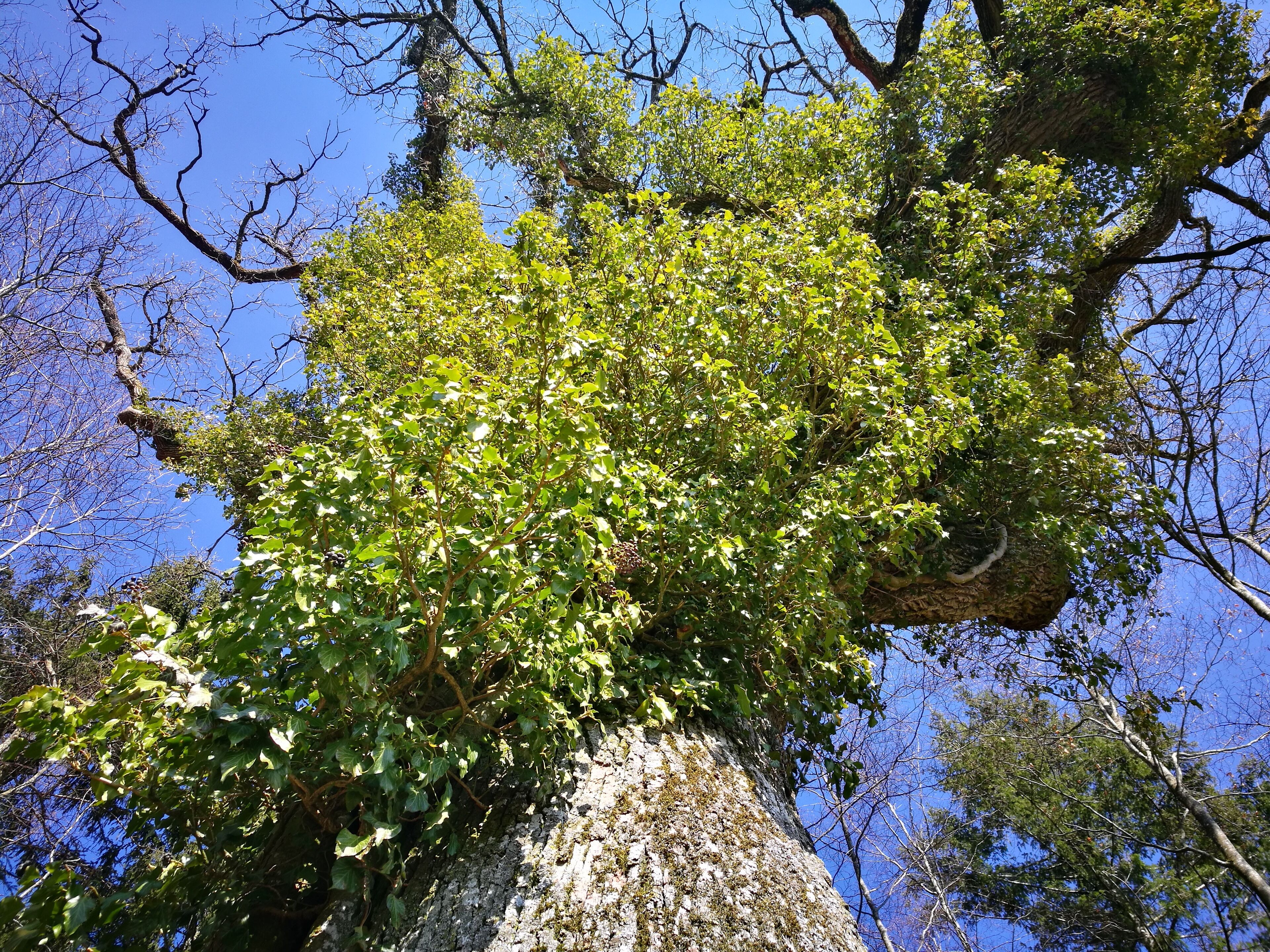 Deutschland (D) - Baden-Württemberg (BW) - Landkreis Konstanz (KN) - Mühlingen: flächenhaftes Naturdenkmal "Stohrenbühl"