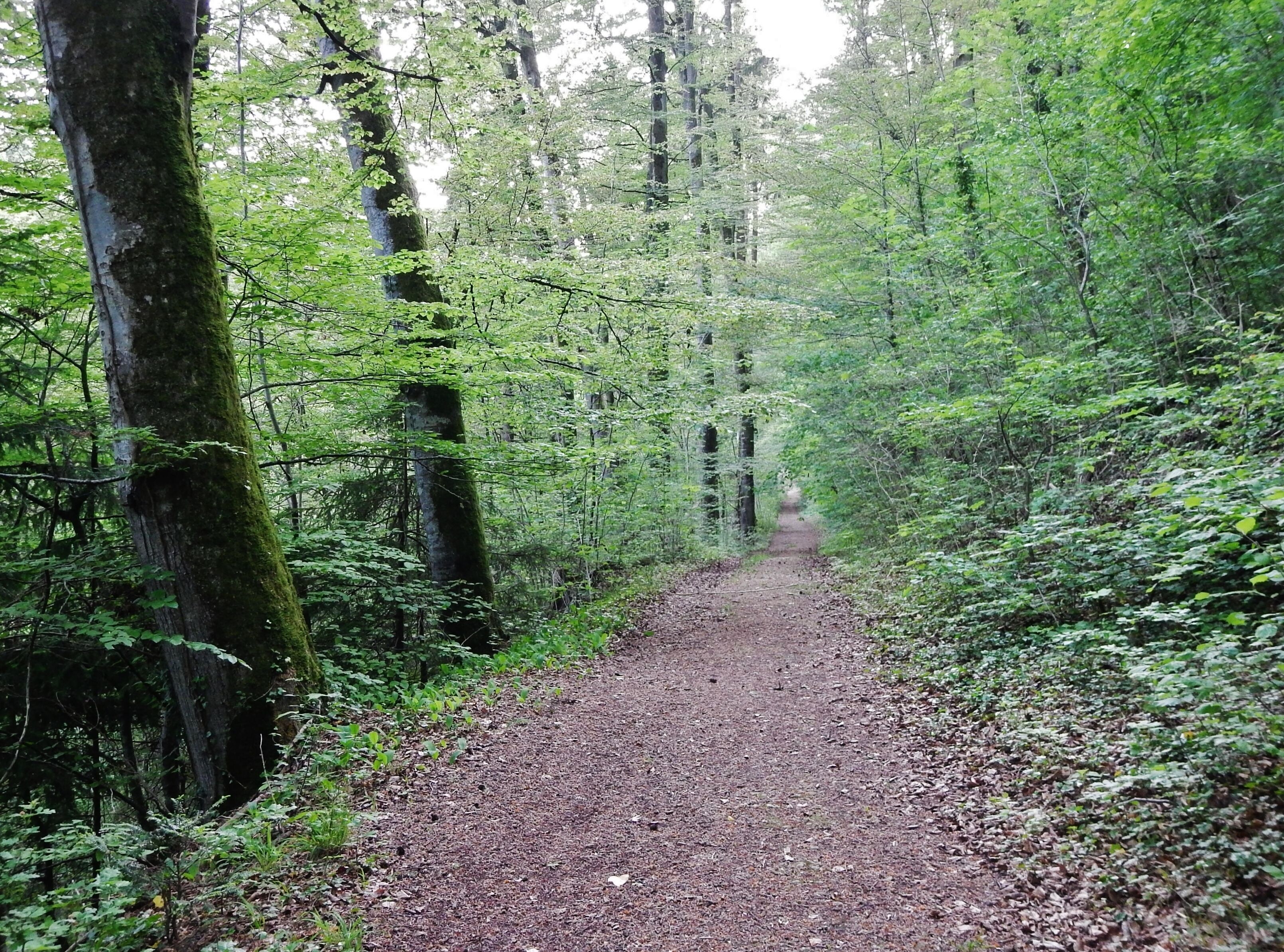 Wanderweg