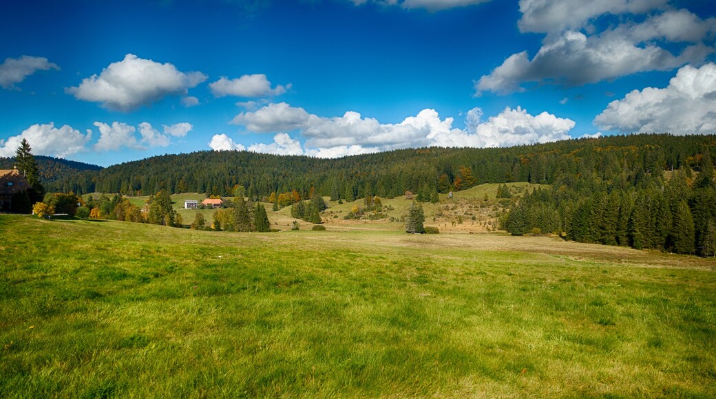Landesweit bedeutsames Moorgebiet mit zahlreichen gefährdeten, zum Teil vom Aussterben bedrohten Tier- und Pflanzenarten.