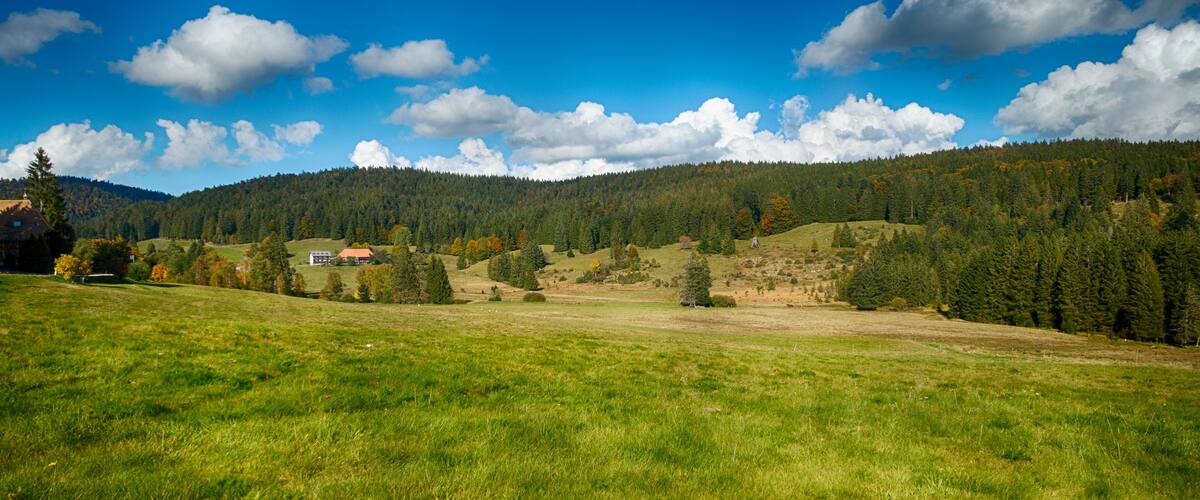 A green field with a forested hill in the background and a clear blue sky.
