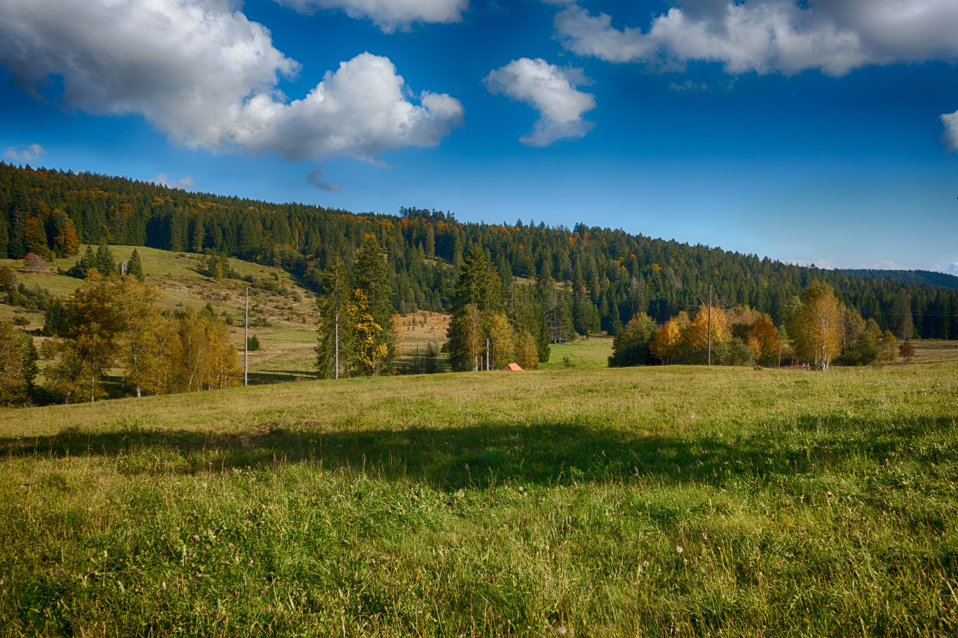 Landesweit bedeutsames Moorgebiet mit zahlreichen gefährdeten, zum Teil vom Aussterben bedrohten Tier- und Pflanzenarten.