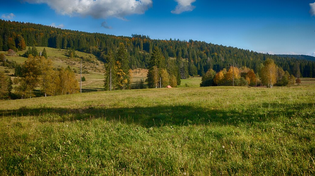 Landesweit bedeutsames Moorgebiet mit zahlreichen gefährdeten, zum Teil vom Aussterben bedrohten Tier- und Pflanzenarten.