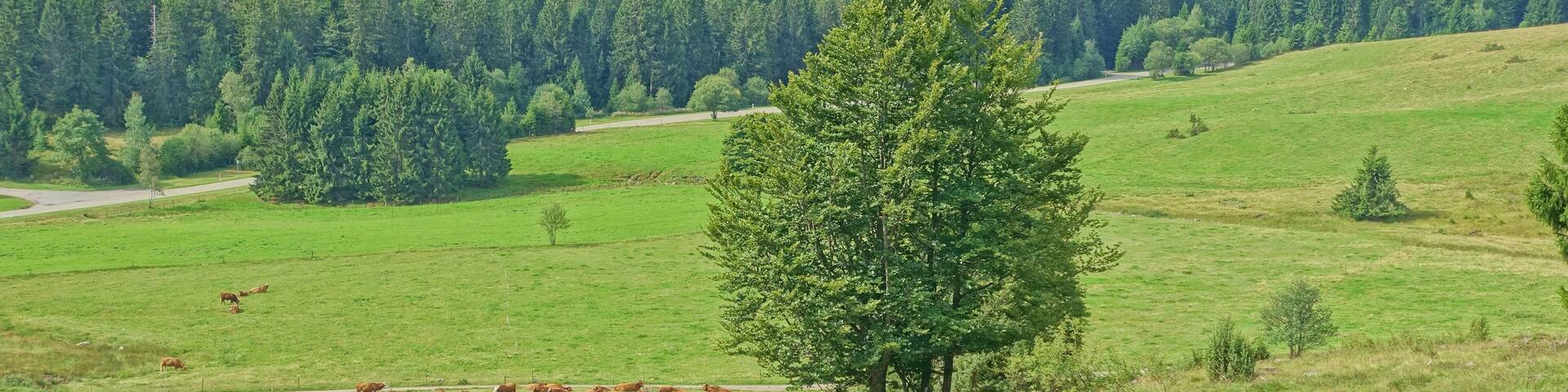 Für den Hotzenwald representativer Landschaftsausschnitt mit gehölzarmen Extensivweiden, Hoch- und Niedermoorkomplexen, naturnahen Waldgesellschaften und offenen, felsigen Abhängen.