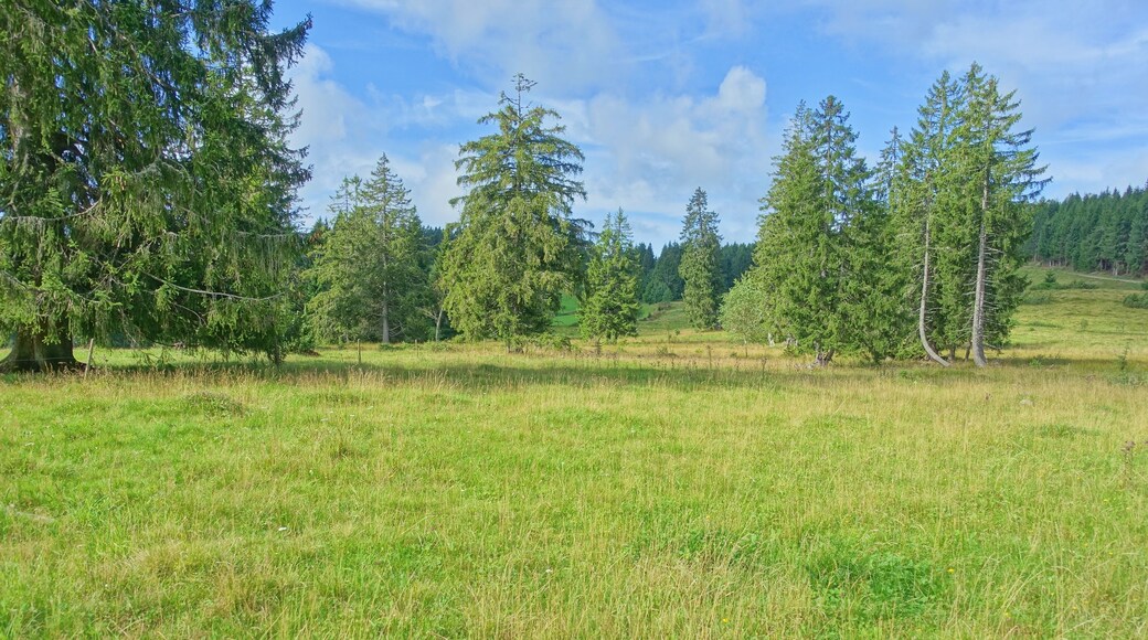 Für den Hotzenwald representativer Landschaftsausschnitt mit gehölzarmen Extensivweiden, Hoch- und Niedermoorkomplexen, naturnahen Waldgesellschaften und offenen, felsigen Abhängen.