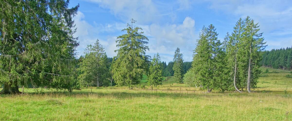 Für den Hotzenwald representativer Landschaftsausschnitt mit gehölzarmen Extensivweiden, Hoch- und Niedermoorkomplexen, naturnahen Waldgesellschaften und offenen, felsigen Abhängen.