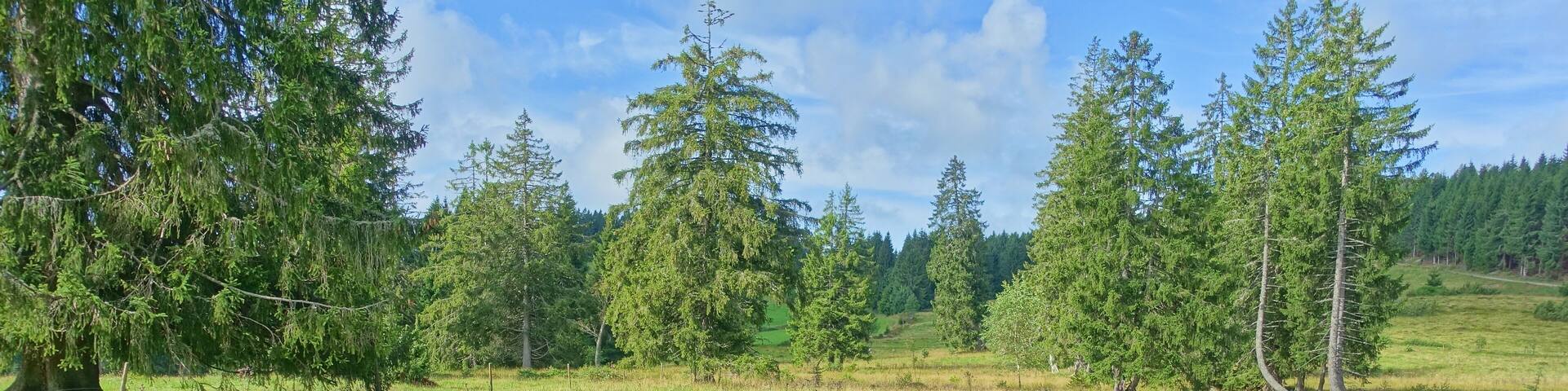 Für den Hotzenwald representativer Landschaftsausschnitt mit gehölzarmen Extensivweiden, Hoch- und Niedermoorkomplexen, naturnahen Waldgesellschaften und offenen, felsigen Abhängen.
