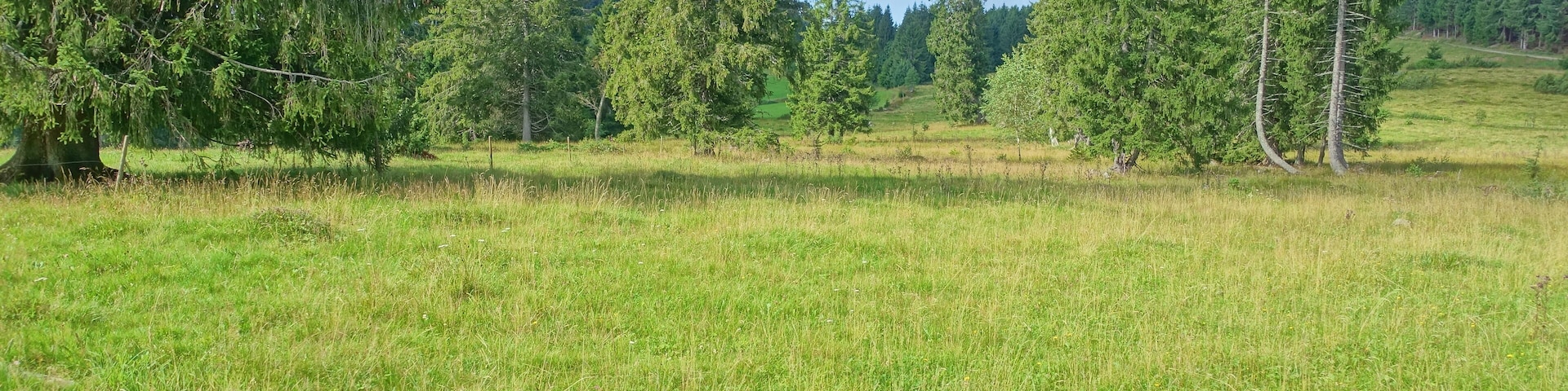 FĂŒr den Hotzenwald representativer Landschaftsausschnitt mit gehölzarmen Extensivweiden, Hoch- und Niedermoorkomplexen, naturnahen Waldgesellschaften und offenen, felsigen AbhĂ€ngen.