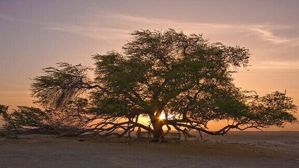 When reading about the story of this Tree I found it quite fascinating, the fact of being the only living organism within miles and that its water source was still unknown. We drove from Manama half of the country (Bahrain is tiny) to see this tree. When we got there it was disappointing. I mean there was no signs, no information about it, people climbing the tree and carving their names on it.
Still, it did make for a great excuse for a random #roadtrip #goldenhour.