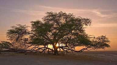 When reading about the story of this Tree I found it quite fascinating, the fact of being the only living organism within miles and that its water source was still unknown. We drove from Manama half of the country (Bahrain is tiny) to see this tree. When we got there it was disappointing. I mean there was no signs, no information about it, people climbing the tree and carving their names on it.
Still, it did make for a great excuse for a random #roadtrip #goldenhour.