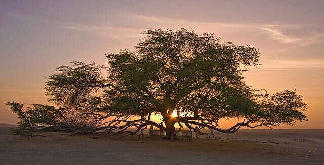 A tree with sprawling branches and a sunset in the background.