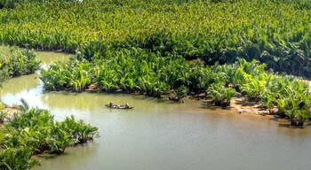 The forest of nipa or nipa or mangrove palm