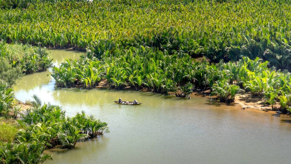 The forest of nipa or nipa or mangrove palm (Nucca), a tropical evergreen plant in Cam Thanh village, Hoi An , Quang Nam, Vietnam