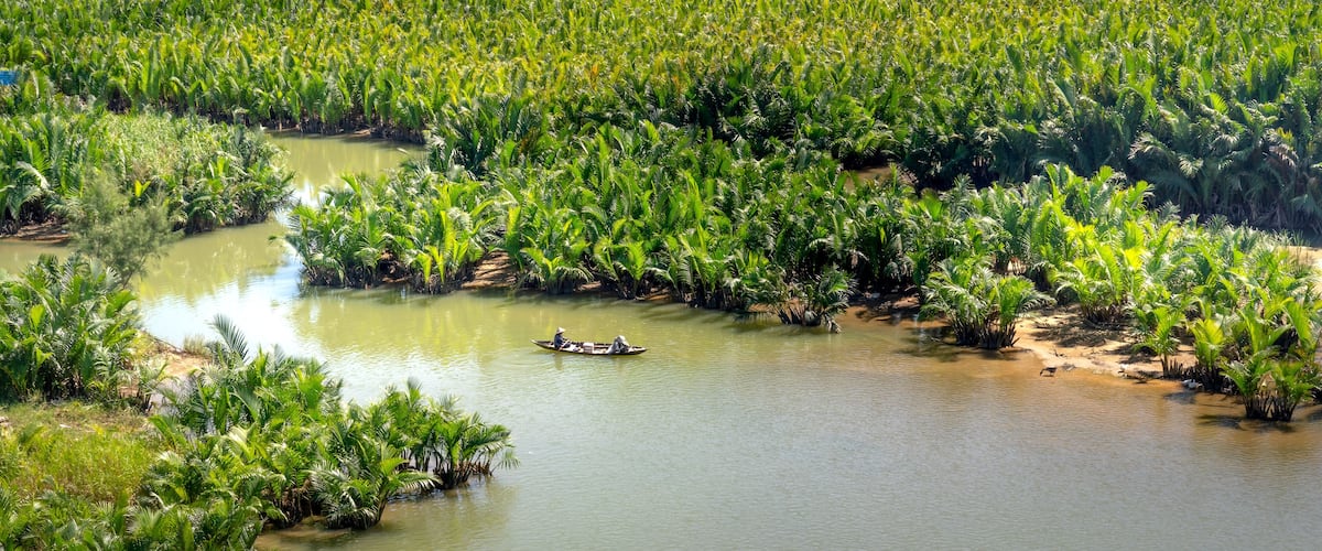 A river surrounded by dense palm trees.