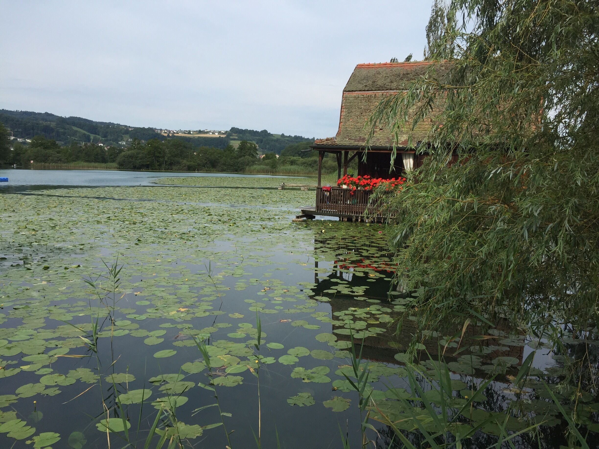 A house with a thatched roof by a lake with lily pads and red flowers.
