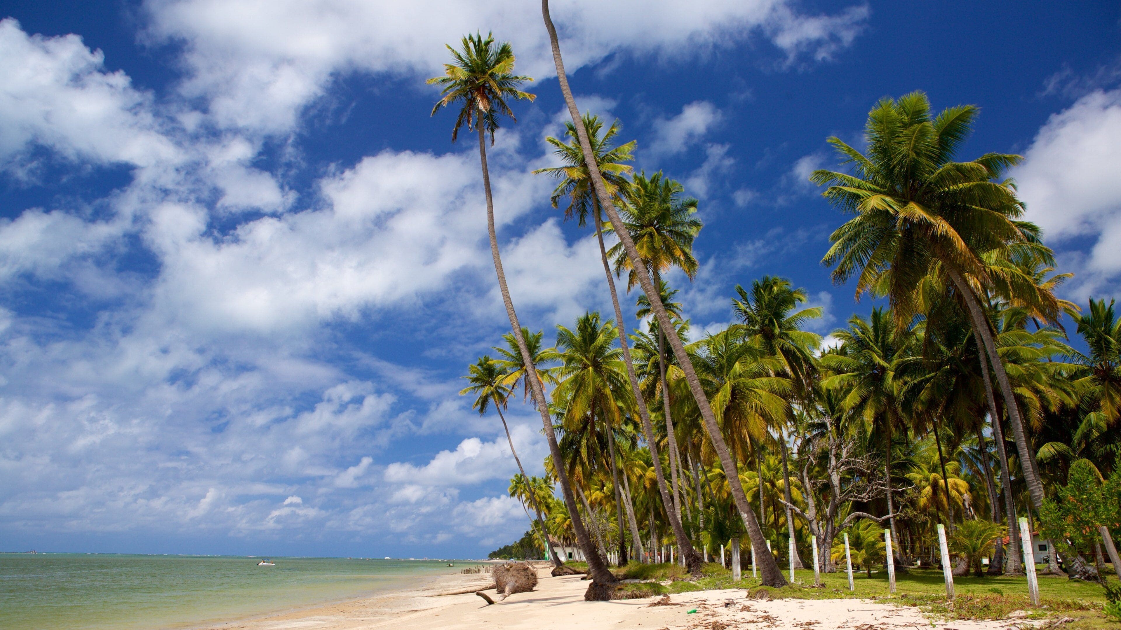 Uma praia com palmeiras e céu azul límpido.
