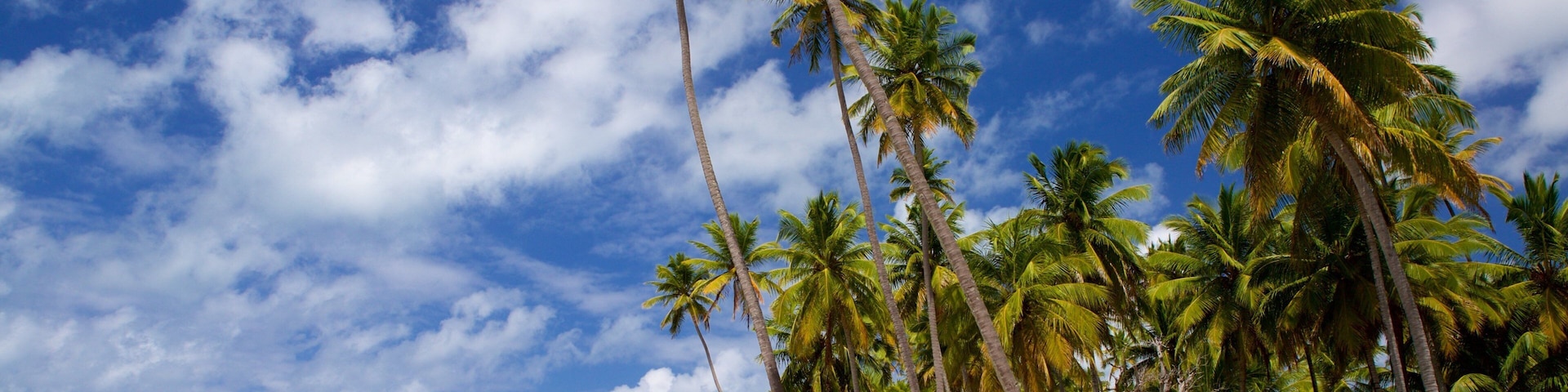 Una playa con palmeras y un cielo azul despejado.