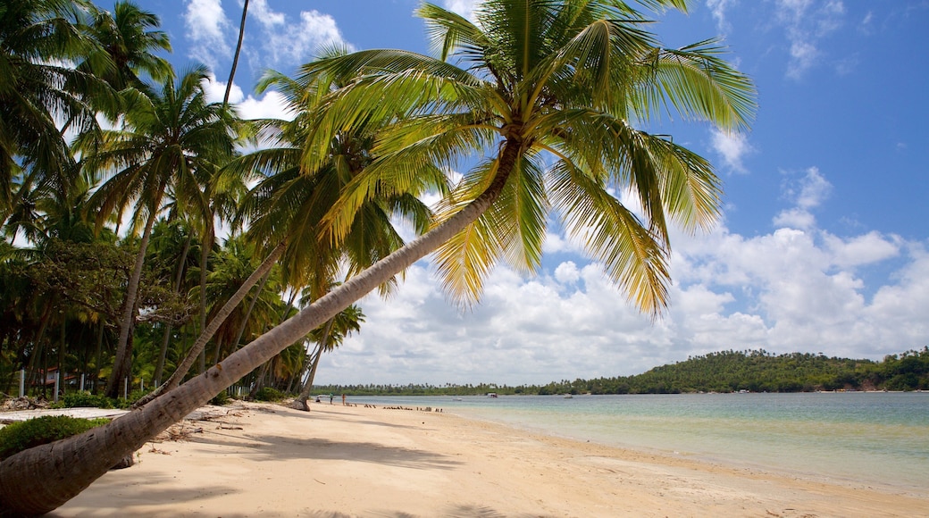 Tamandare which includes a sandy beach, general coastal views and tropical scenes