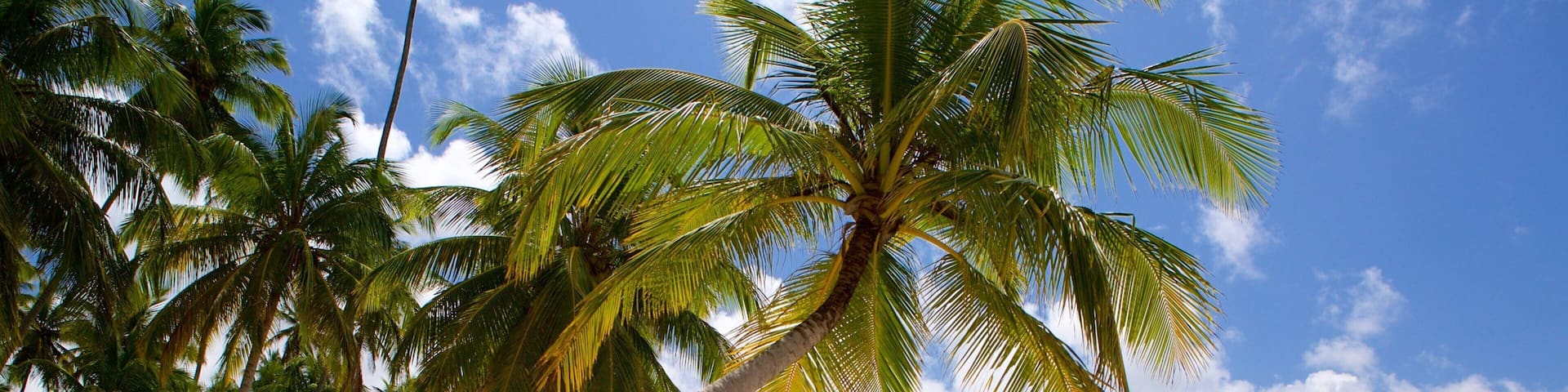 Tamandare which includes a sandy beach, general coastal views and tropical scenes