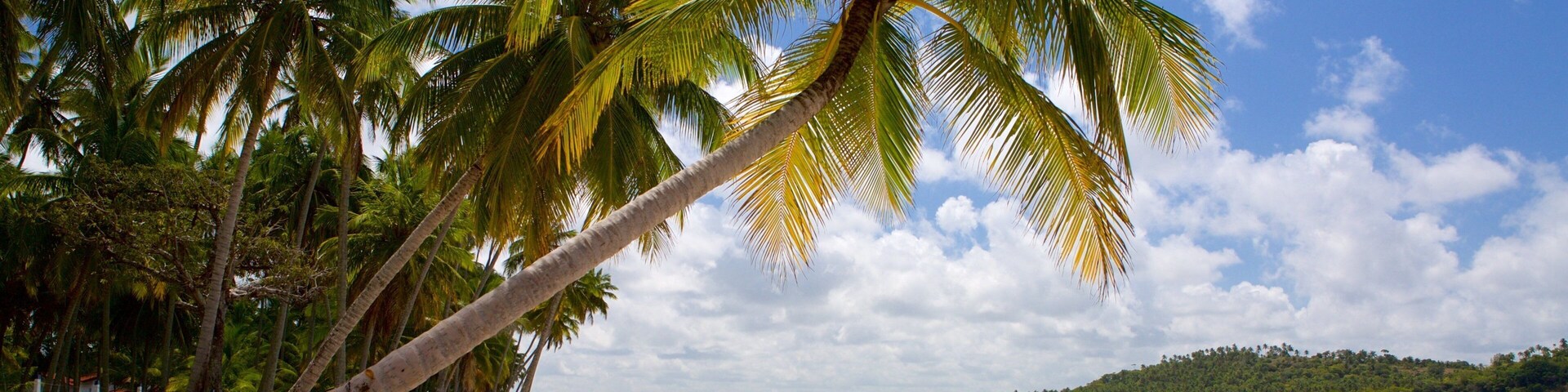 A beach with palm trees, clear water, and a distant forested island.