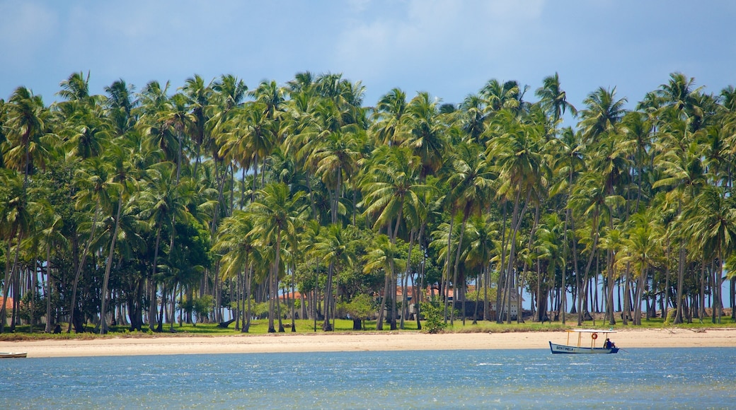 Praia dos Carneiros which includes general coastal views, a beach and tropical scenes