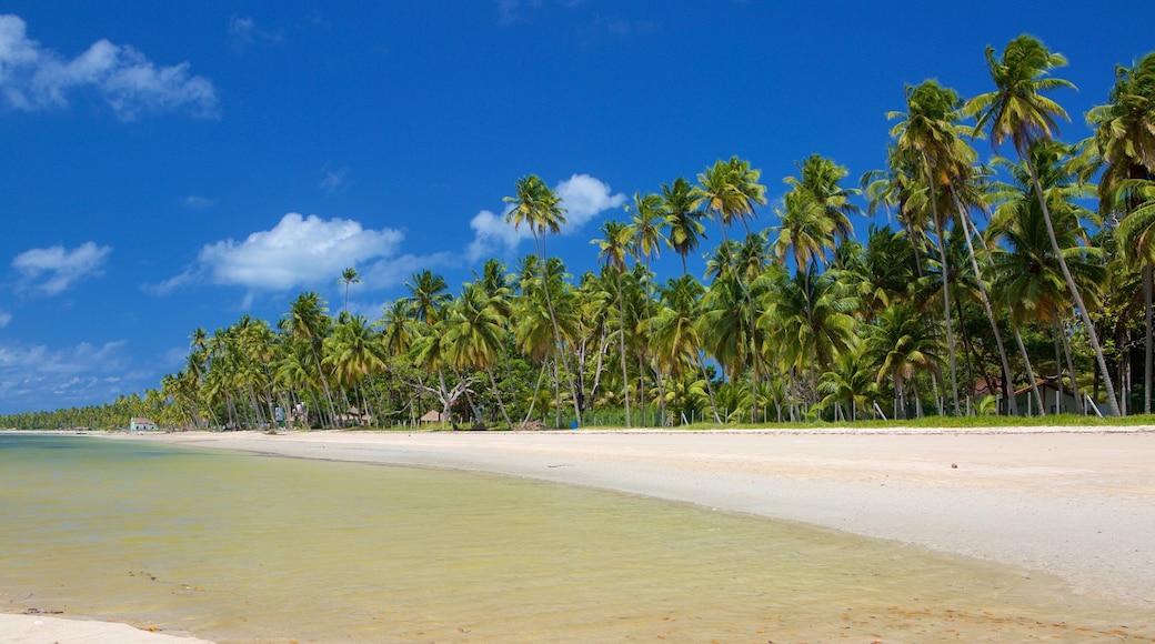 Tamandare which includes tropical scenes and a sandy beach