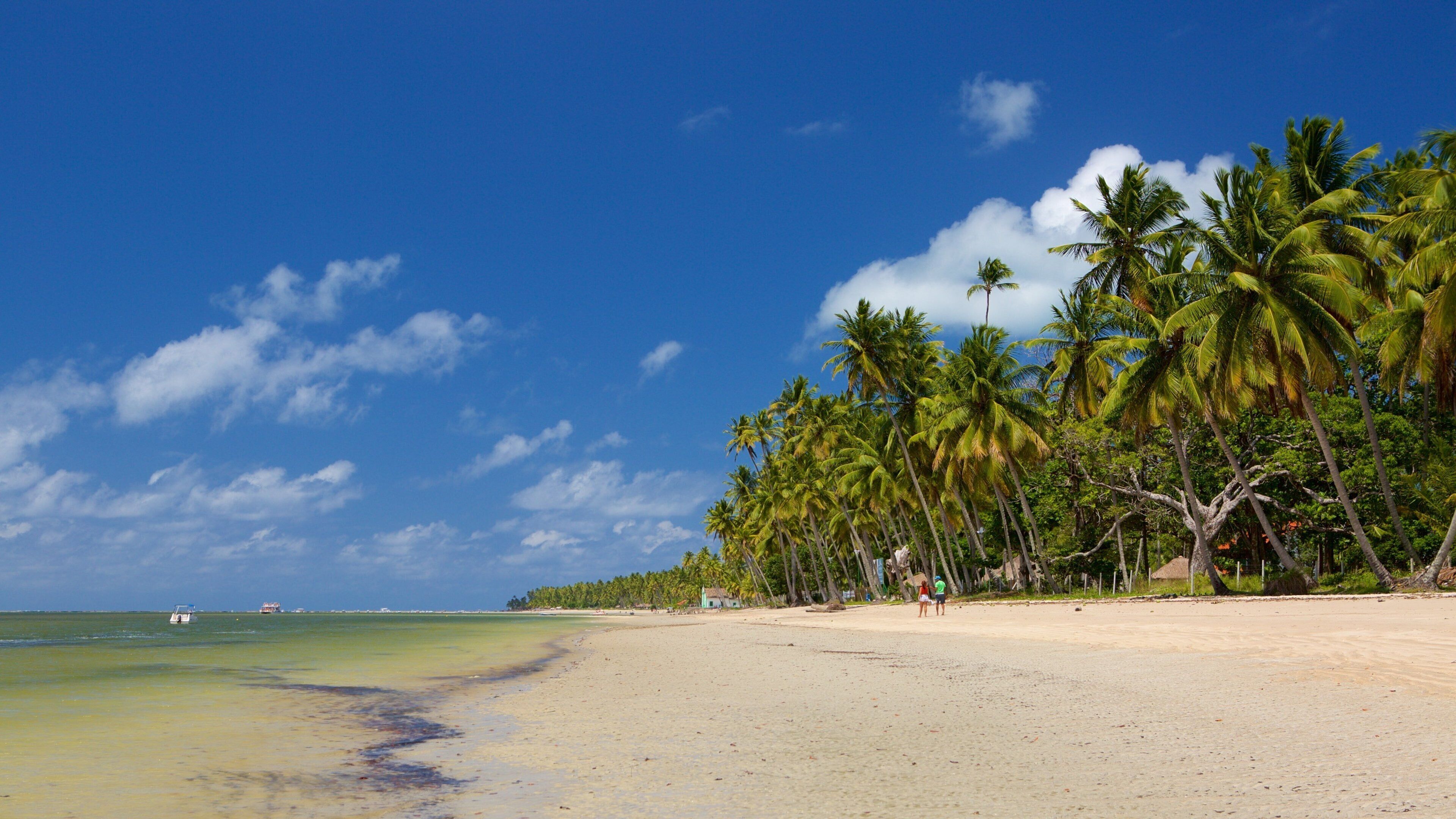Tamandare mostrando spiaggia sabbiosa, paesaggio tropicale e vista della costa