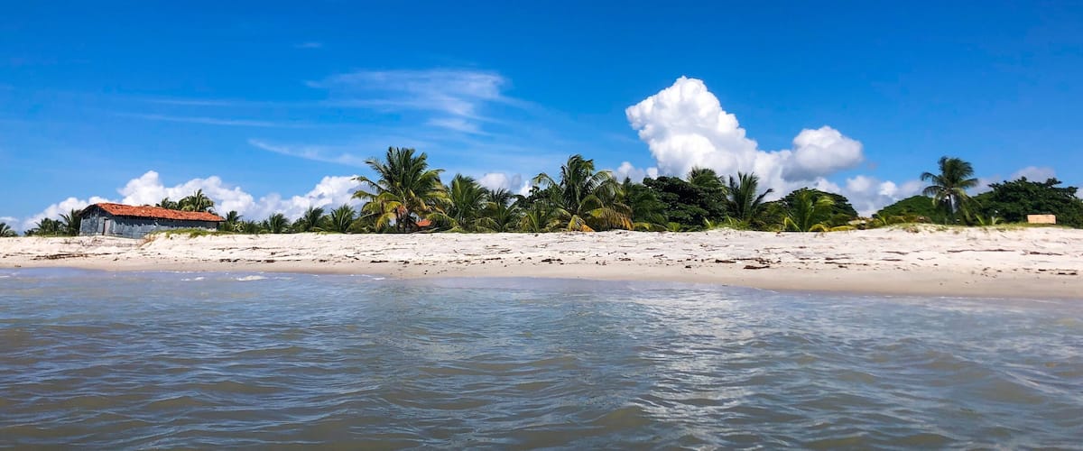 A beach with clear blue water, sandy shore, and palm trees.