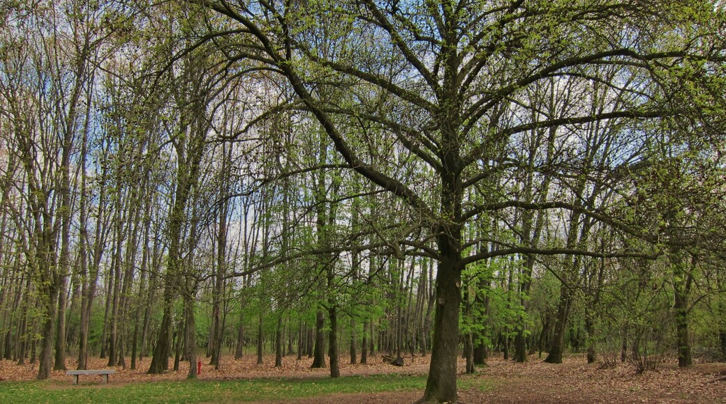 View of the wood of Parco Alto Milanese