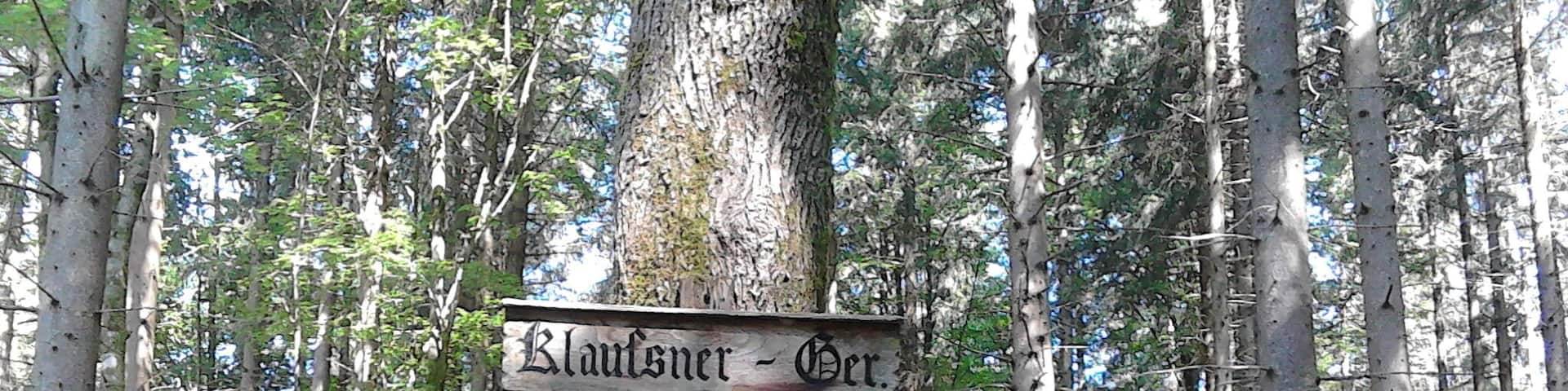 Schild Klaußner Geräumt an der Kreuzung mit dem Unterstockdorfer Geräumt im Forst Kasten bei München.