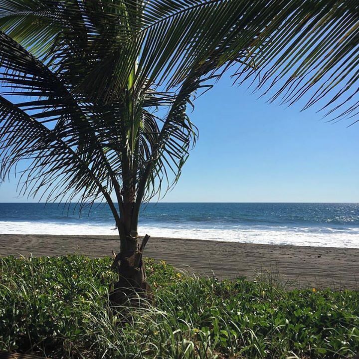 A palm tree on a beach with the ocean in the background.