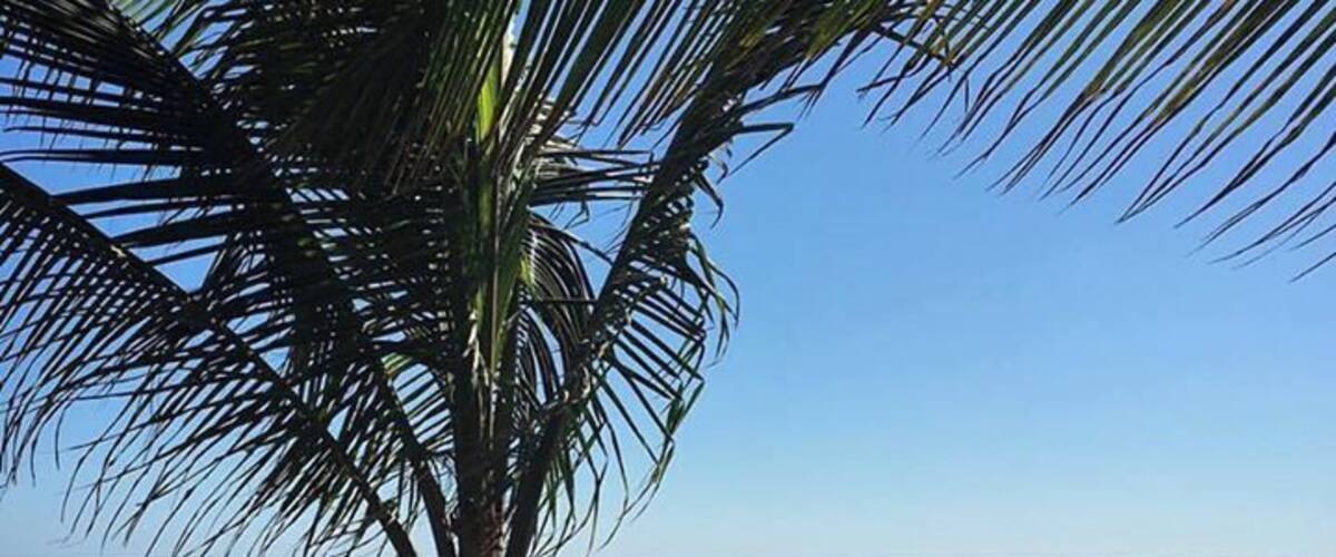 A palm tree on a beach with the ocean in the background.