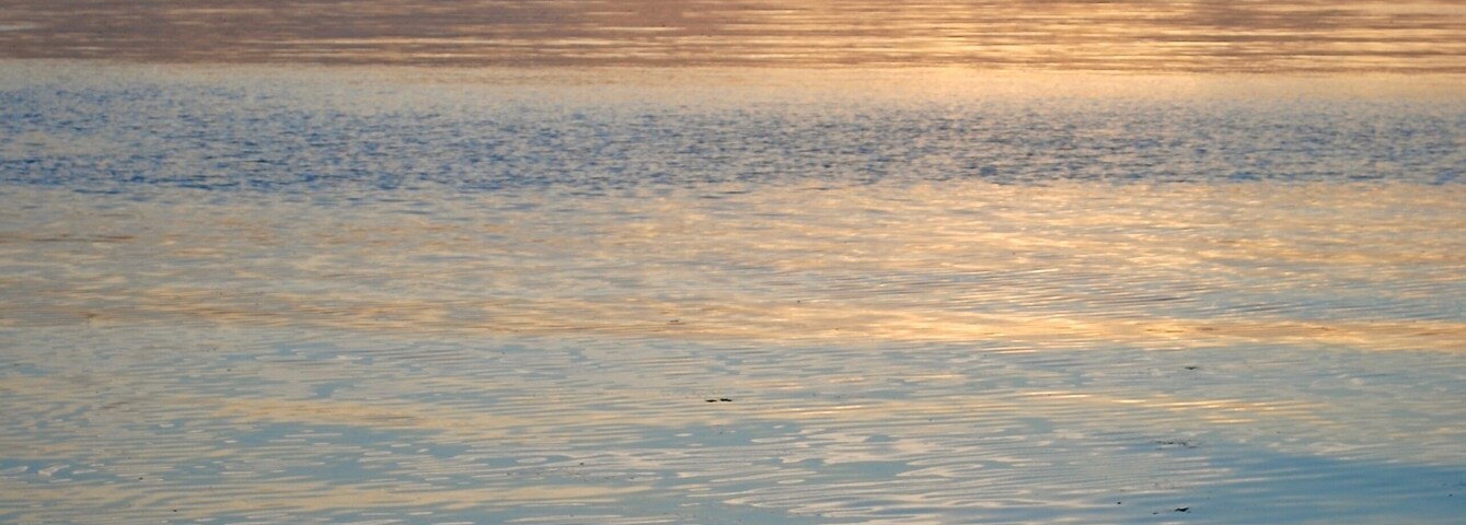 A bird standing on a small island in calm water with a sunset sky in the background.