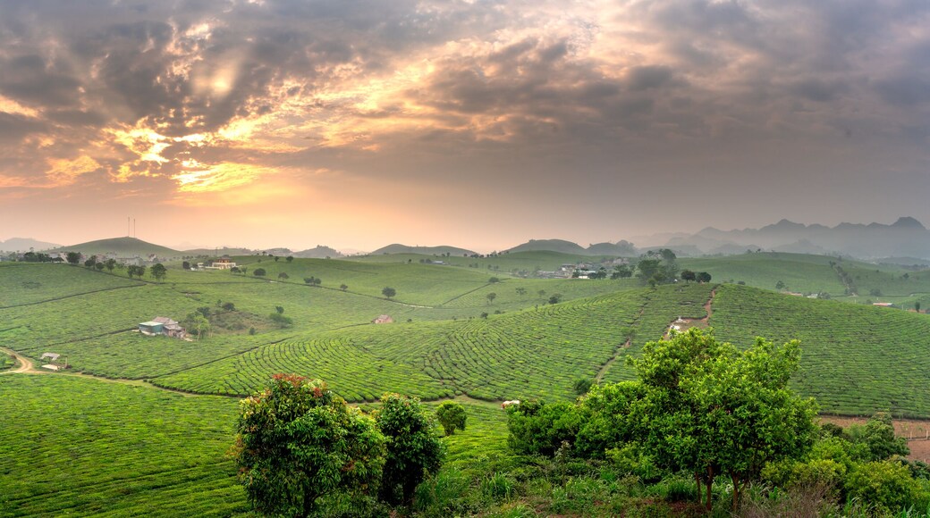 Sunset on Moc Chau tea hill, Son La province, Vietnam
