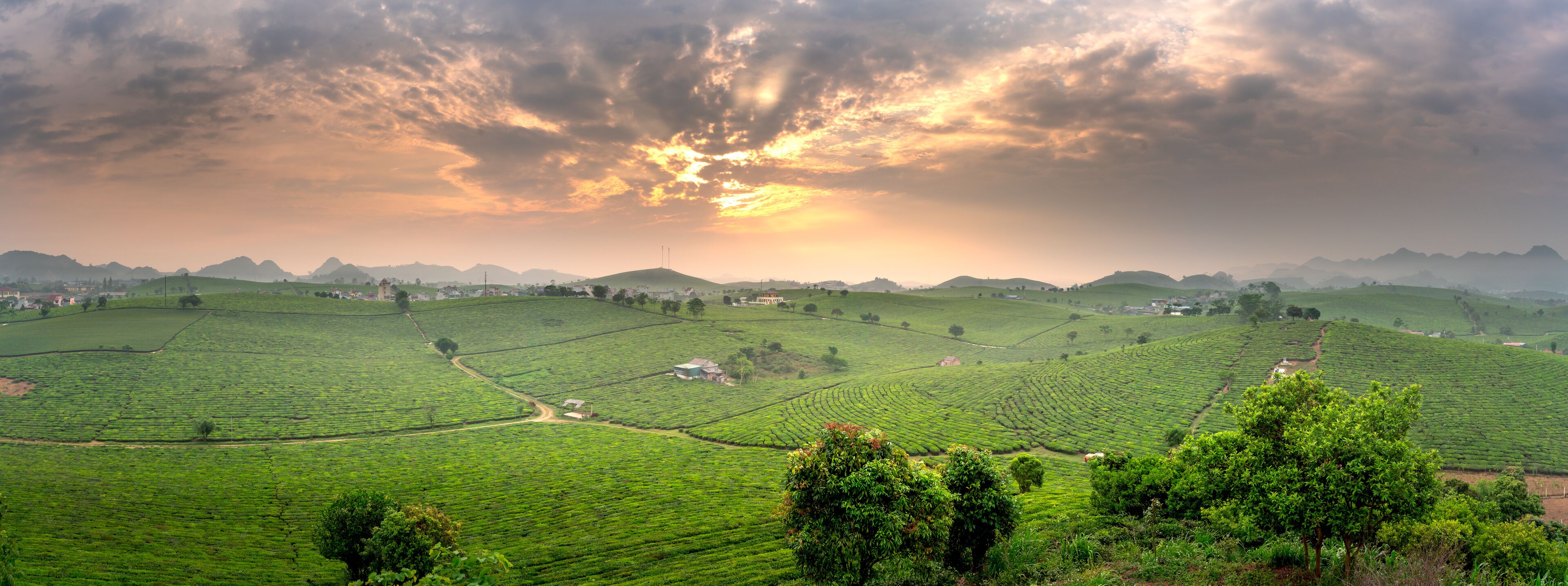 A lush green tea plantation with winding paths and distant hills under a dramatic sky.