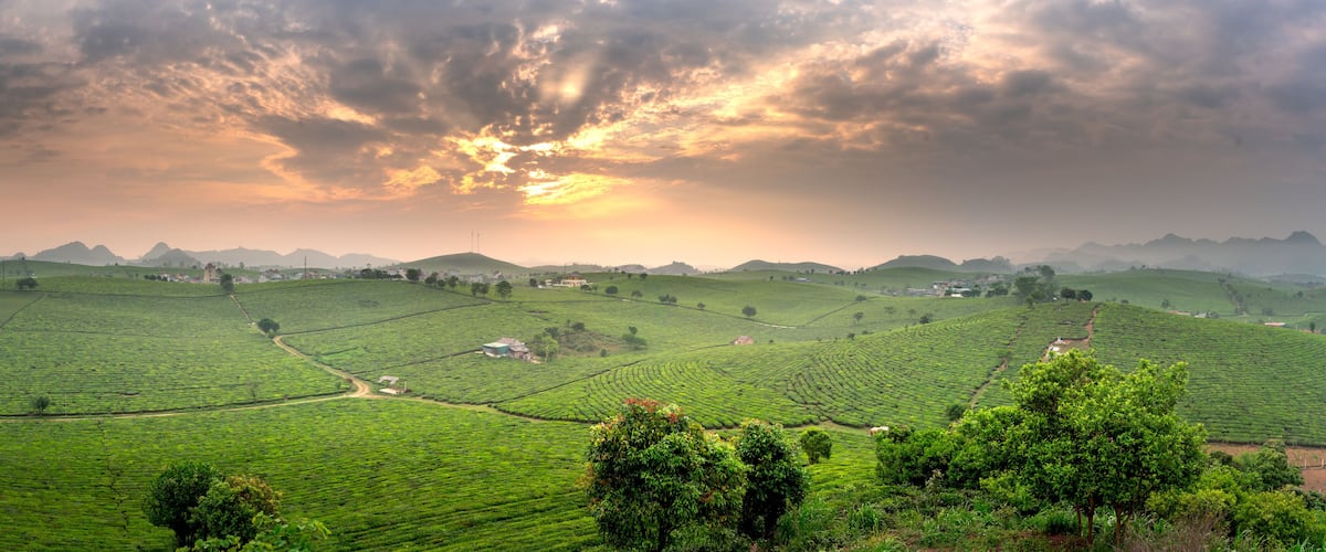 A lush green tea plantation with winding paths and distant hills under a dramatic sky.
