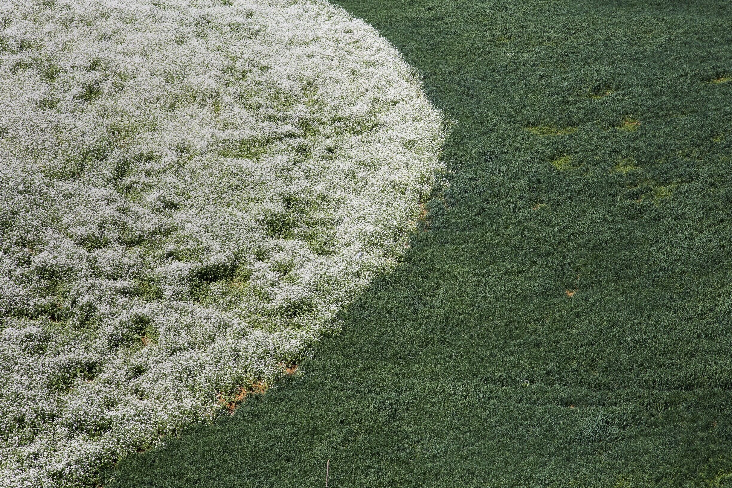 We went to Moc Chau to see the famous flower fields. 

But we were a tat too late. The area is still gorgeous but I would've like to see the fields. This is one of the little flower fields we did see. 

If you want to see the flower fields head over there in the winter months. November. December. January. 

#flowerfield