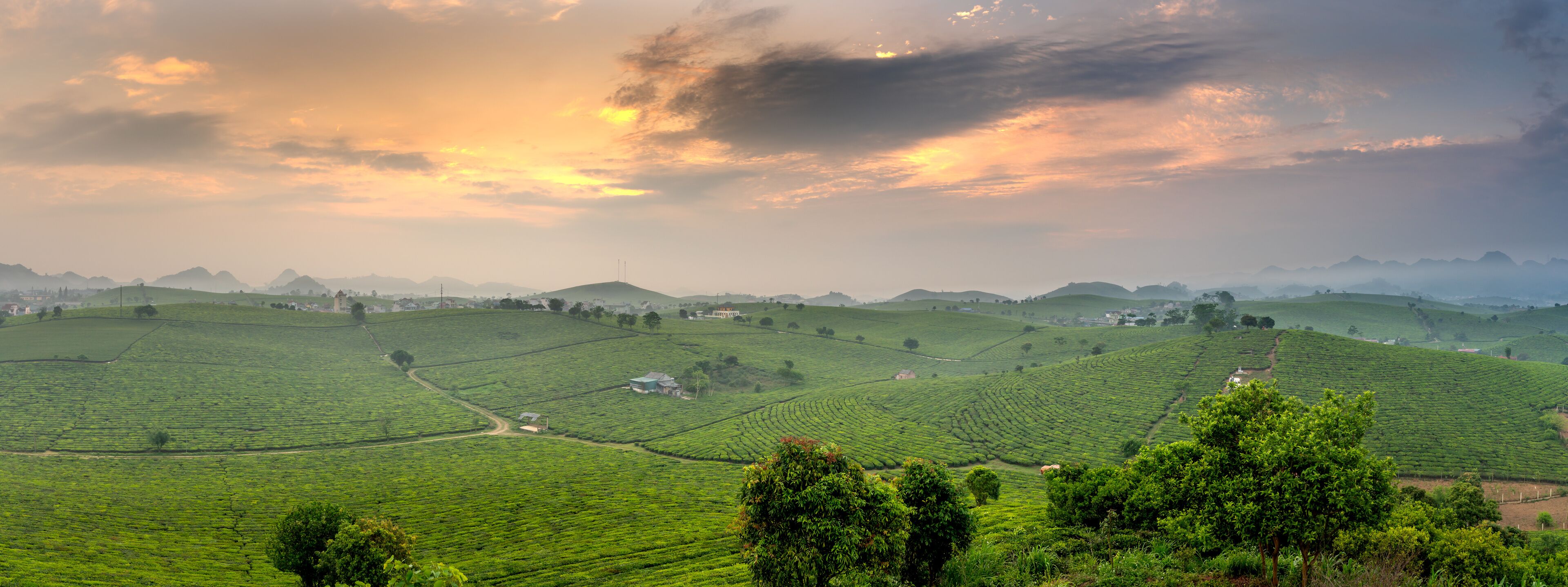 Sunset on Moc Chau tea hill, Son La province, Vietnam