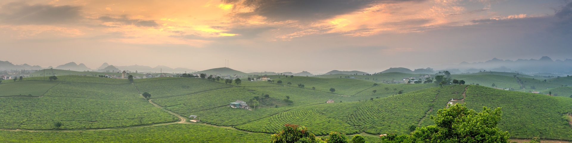 Una exuberante plantación de té verde con colinas ondulantes, algunos edificios dispersos y un cielo nublado.