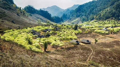 Ba Phach Village, Moc Chau, Son La, Vietnam #localgem