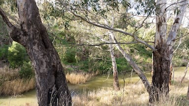 A river with trees and grassy banks.