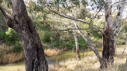 Trees riverbank Bacchus Marsh