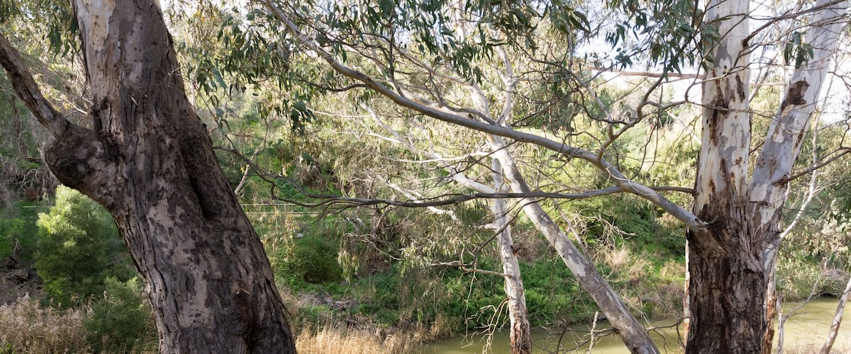 A river with trees and grassy banks.