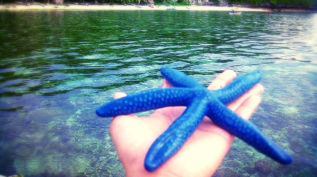 Let me take you home !!! I found this blue starfish while snorkeling in Cantabugon's hidden beach paradise. So hidden that i had to walk almost 2km of rough roads between hills and steep bushy path towards the untouched white sand beach. But it was all worth the sweat and struggles. Perfect for beach camping, diving, fishing and stargazing.