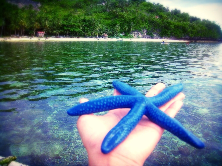 Let me take you home !!! I found this blue starfish while snorkeling in Cantabugon's hidden beach paradise. So hidden that i had to walk almost 2km of rough roads between hills and steep bushy path towards the untouched white sand beach. But it was all worth the sweat and struggles. Perfect for beach camping, diving, fishing and stargazing.