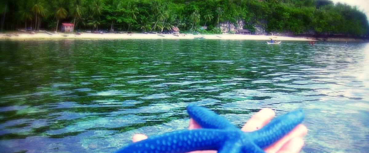 A hand holding a blue starfish over clear water with a beach and palm trees in the background.