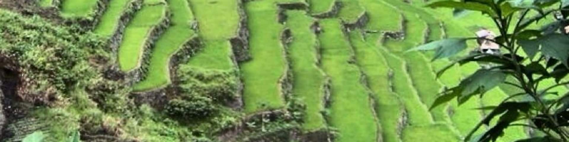 Terraced rice fields in a mountainous region.