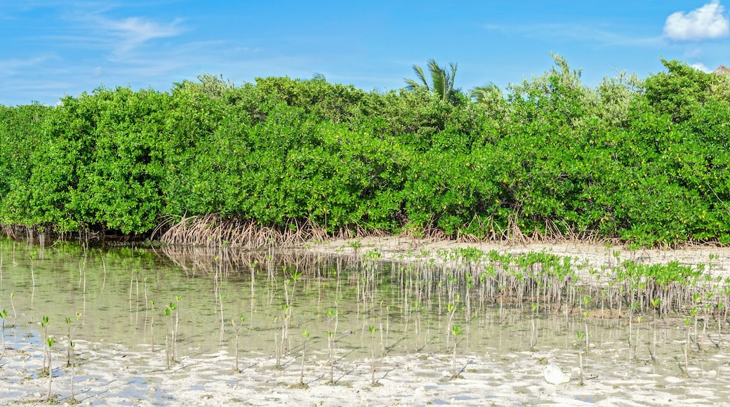 イスラ ブランカ
