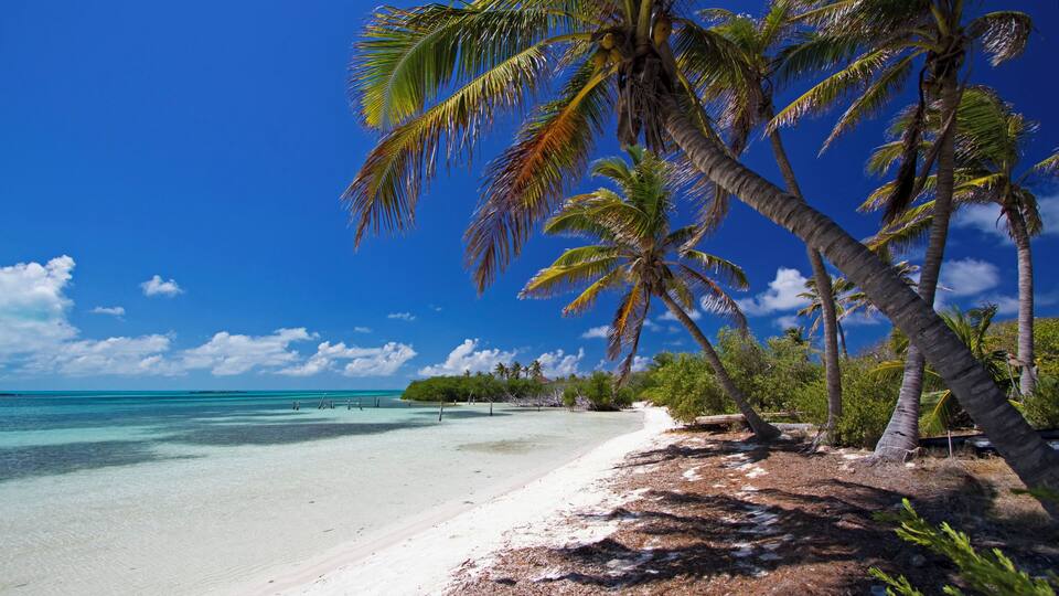 A beach with clear turquoise water, white sand, and palm trees.